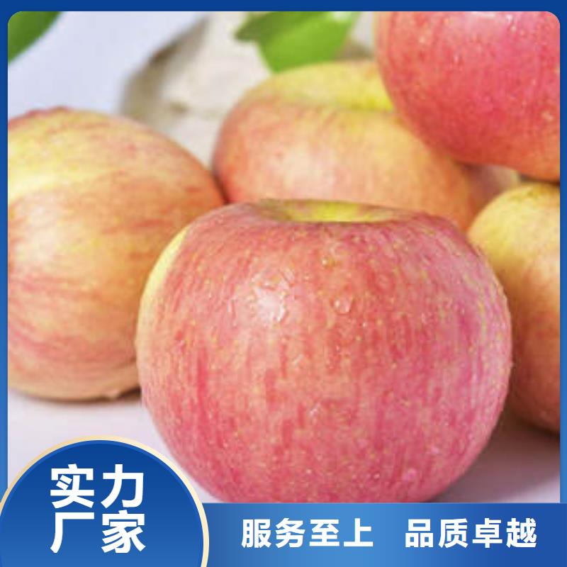 红富士苹果-红富士苹果产地厂家实力大