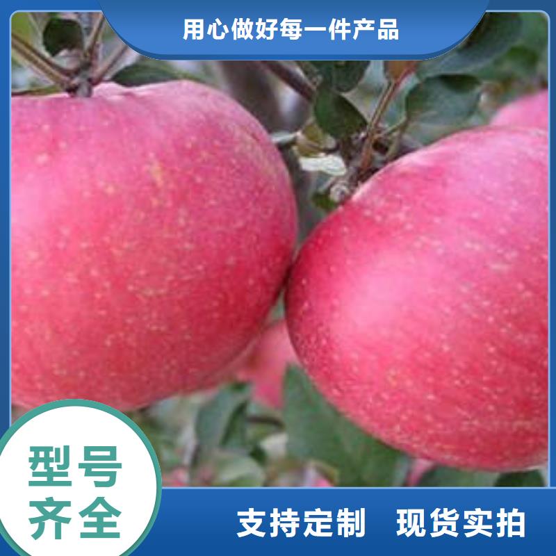 红富士苹果嘎啦苹果好货采购