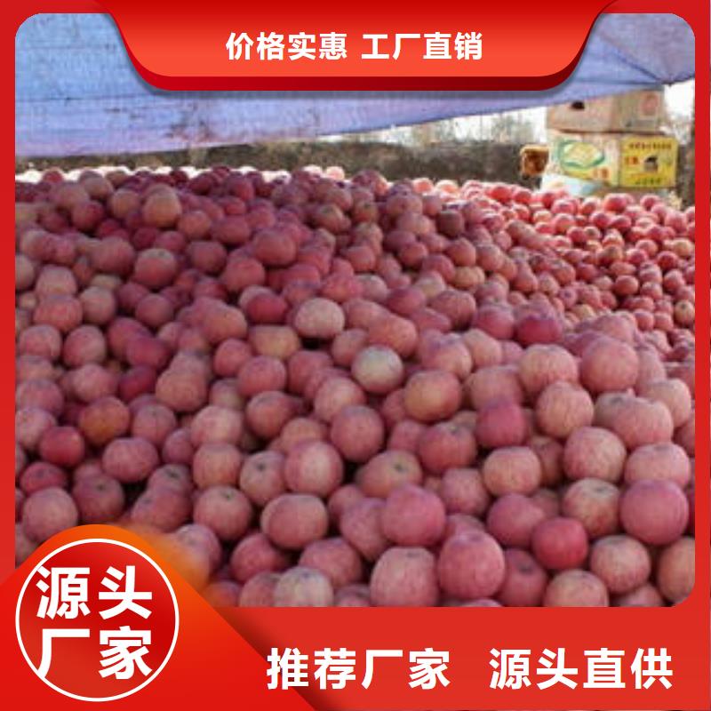 红富士苹果红富士苹果产地厂家货源