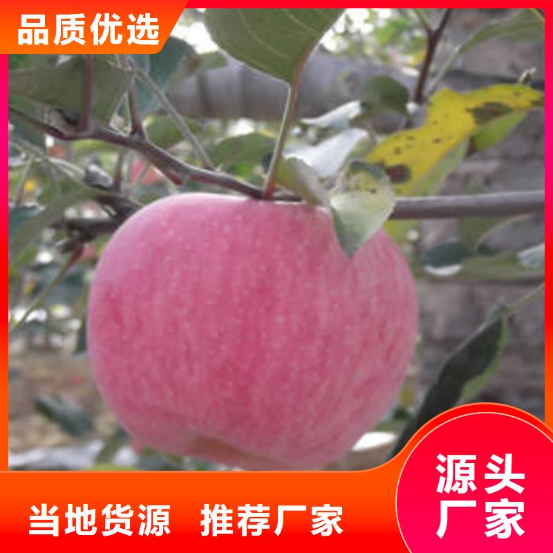 【红富士苹果】-红富士苹果产地满足您多种采购需求