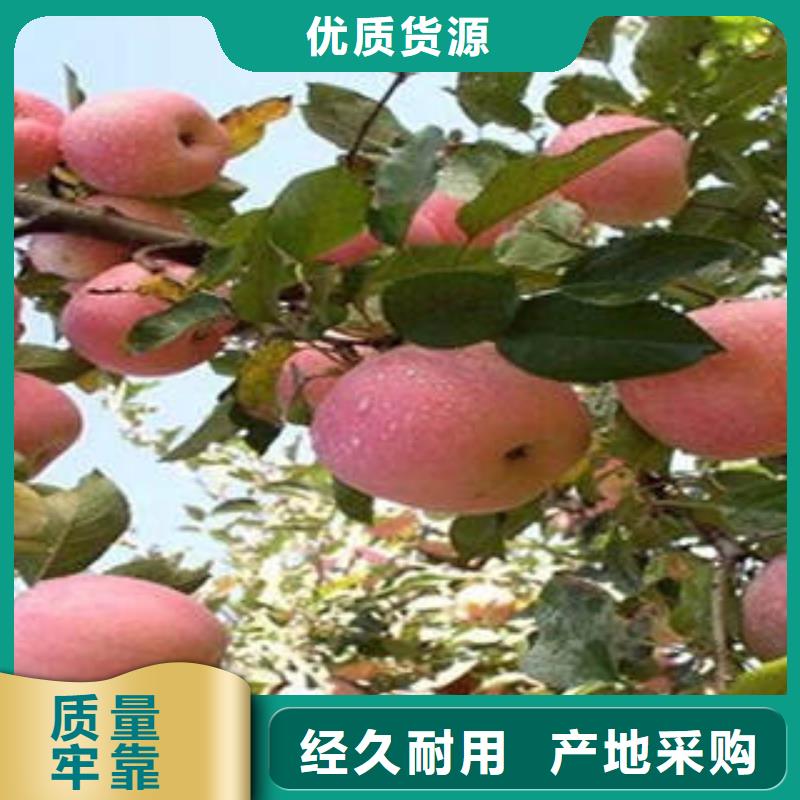 红富士苹果苹果种植基地销售的是诚信