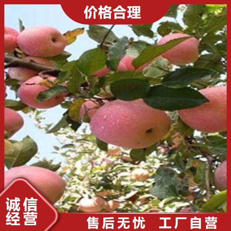 红富士苹果苹果种植基地用的放心