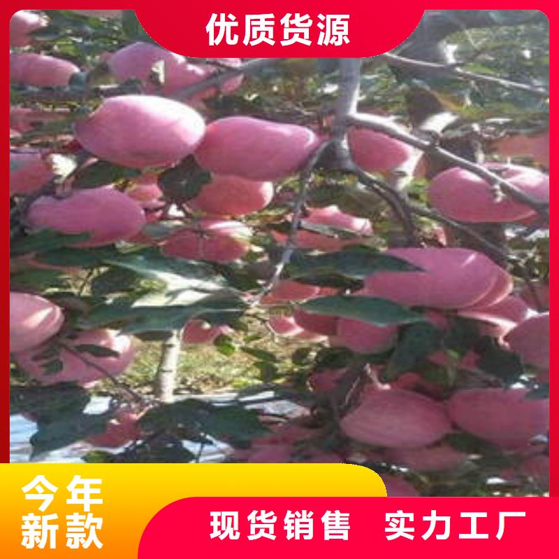 【红富士苹果红富士苹果产地出货快】