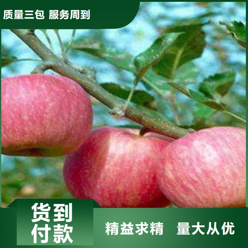 红富士苹果苹果种植基地销售的是诚信