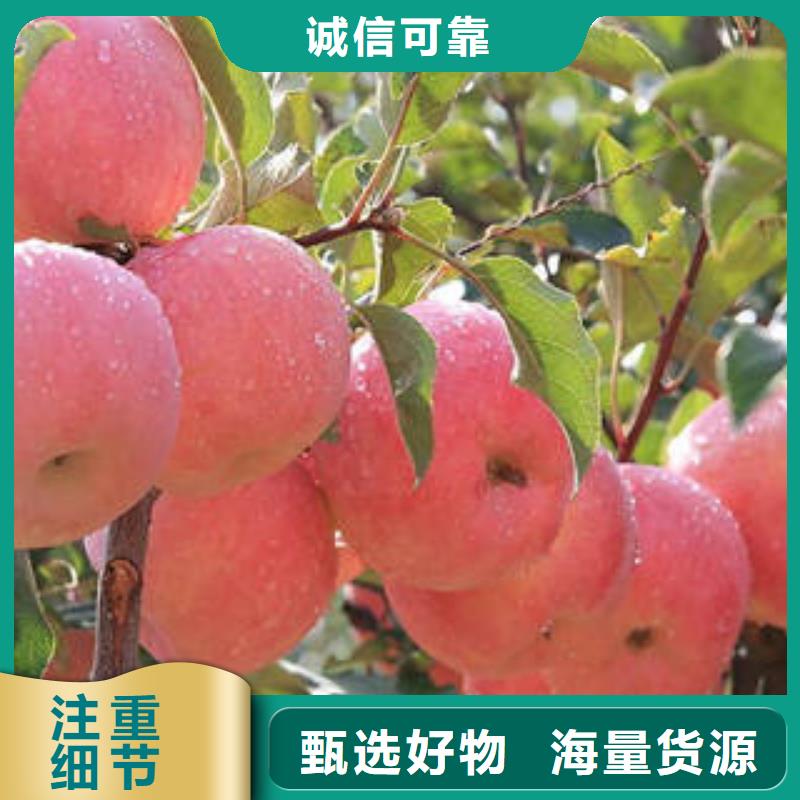 红富士苹果【苹果种植基地】多种工艺