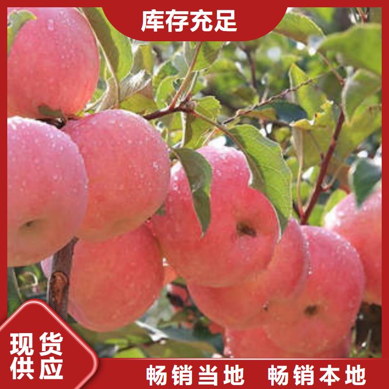 【红富士苹果】苹果批发工艺精细质保长久