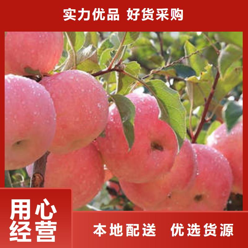 打造行业品质【景才】红富士苹果-嘎啦苹果现货直发
