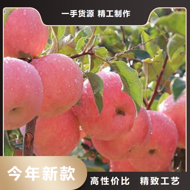 【红富士苹果】,嘎啦果专业生产品质保证