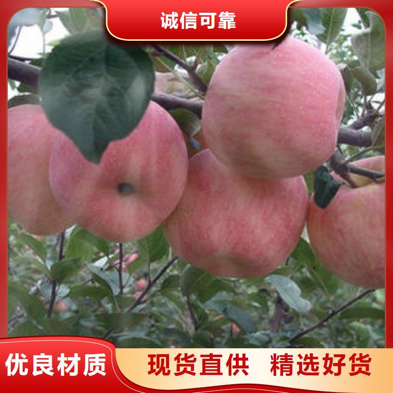 【景才】红富士苹果苹果种植基地供应采购