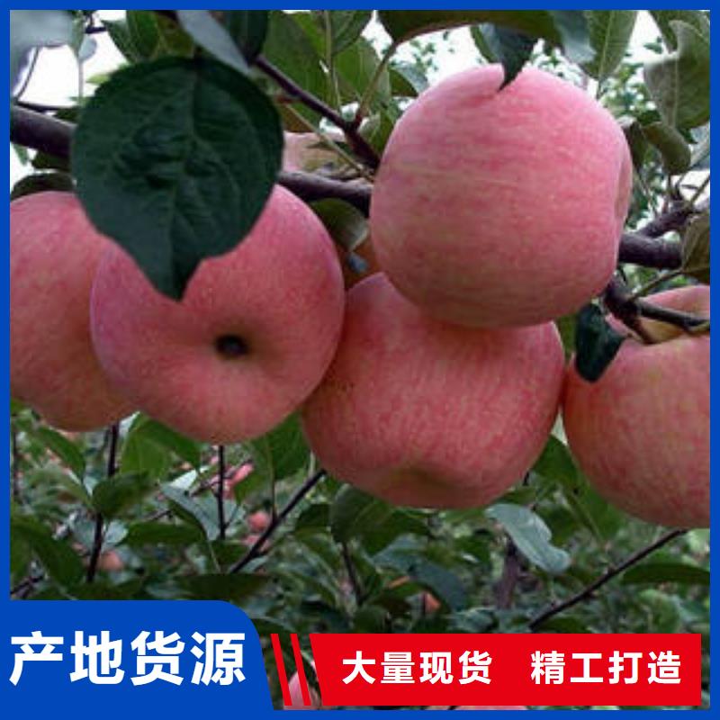 景才农产品专业合作社-<景才>当地红富士苹果苹果用心做好每一件产品