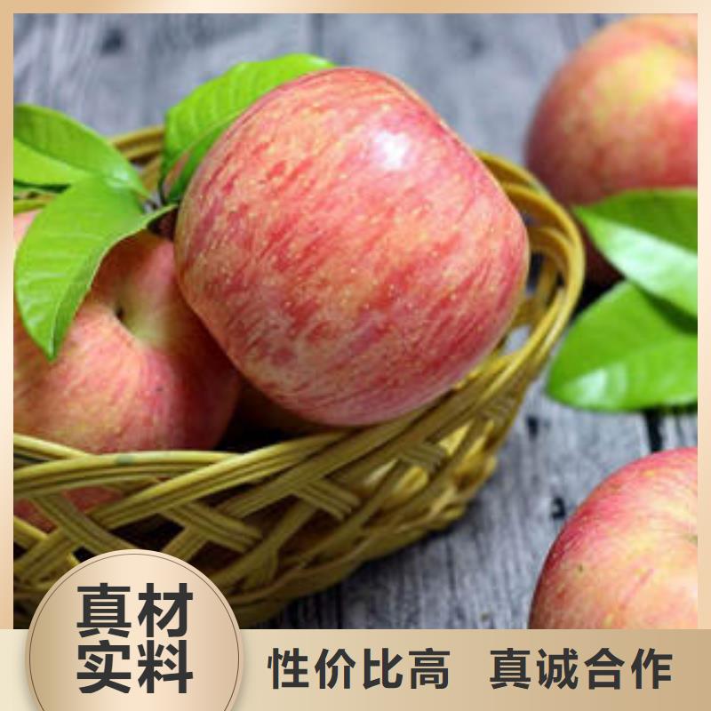 【景才】红富士苹果苹果种植基地供应采购