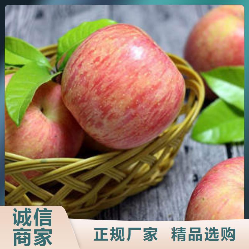 红富士苹果苹果源厂直接供货