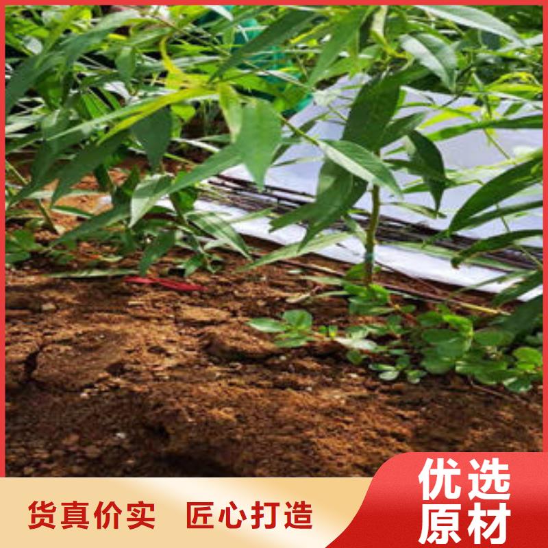 河北邯郸中桃金蜜桃树苗种植方法