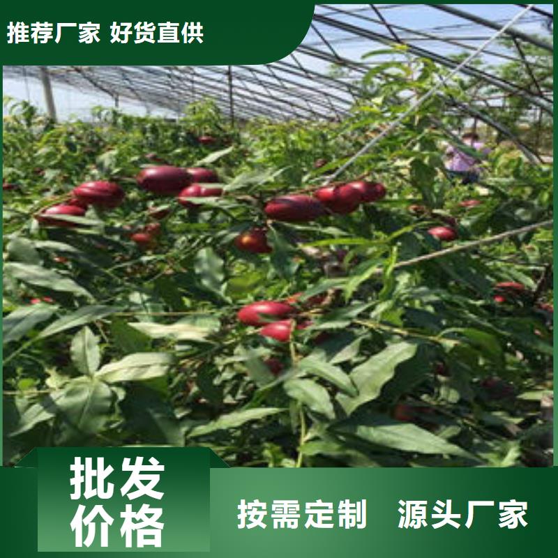 河北邯郸中桃金蜜桃树苗种植方法