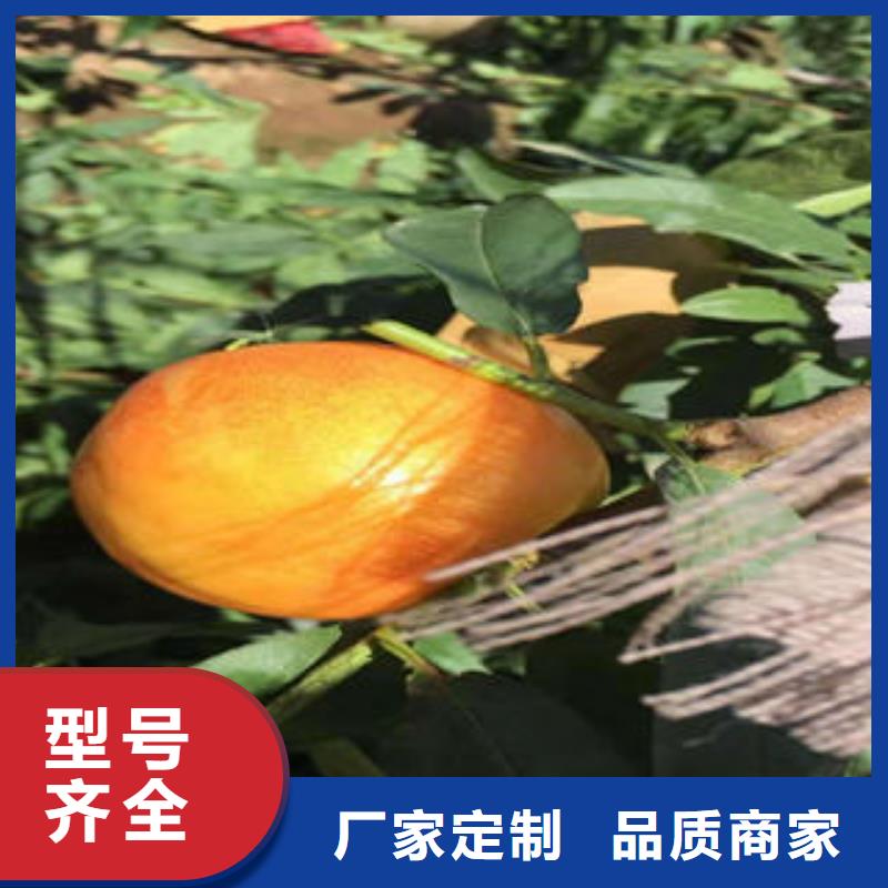 【桃树苗-花椒苗厂家品控严格】