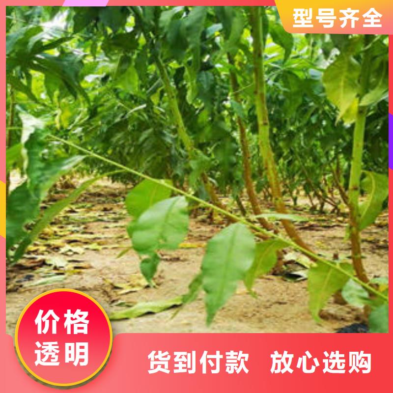河北邯郸中桃金蜜桃树苗种植方法