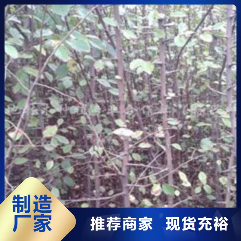 辽宁本溪全红梨树苗基地