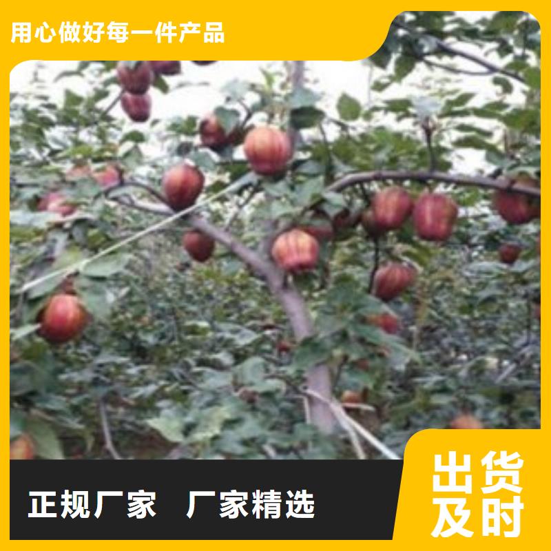 梨树苗-【核桃苗】专业按需定制