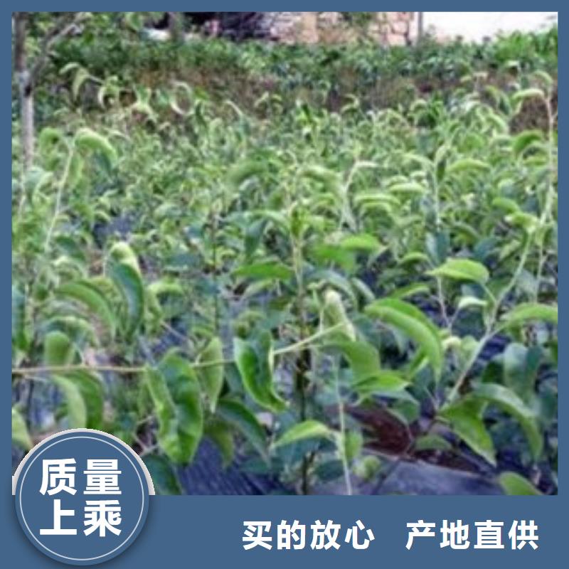 【梨树苗】山楂苗定制批发