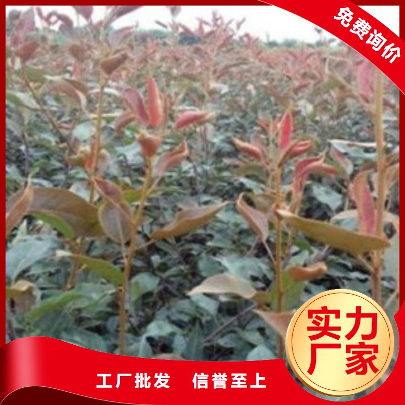 山西长治圆黄梨树苗种植方法