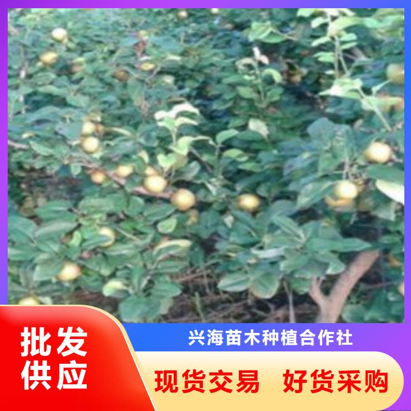 青海玉露香梨树苗哪里的数量大