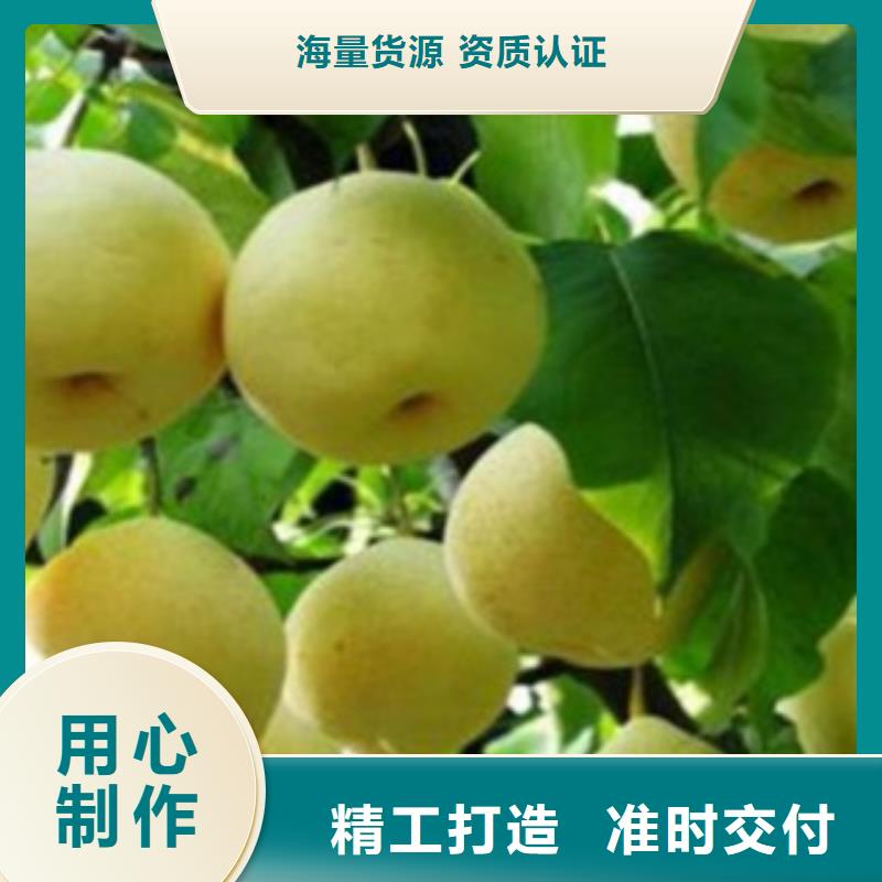 青海玉露香梨树苗哪里的数量大