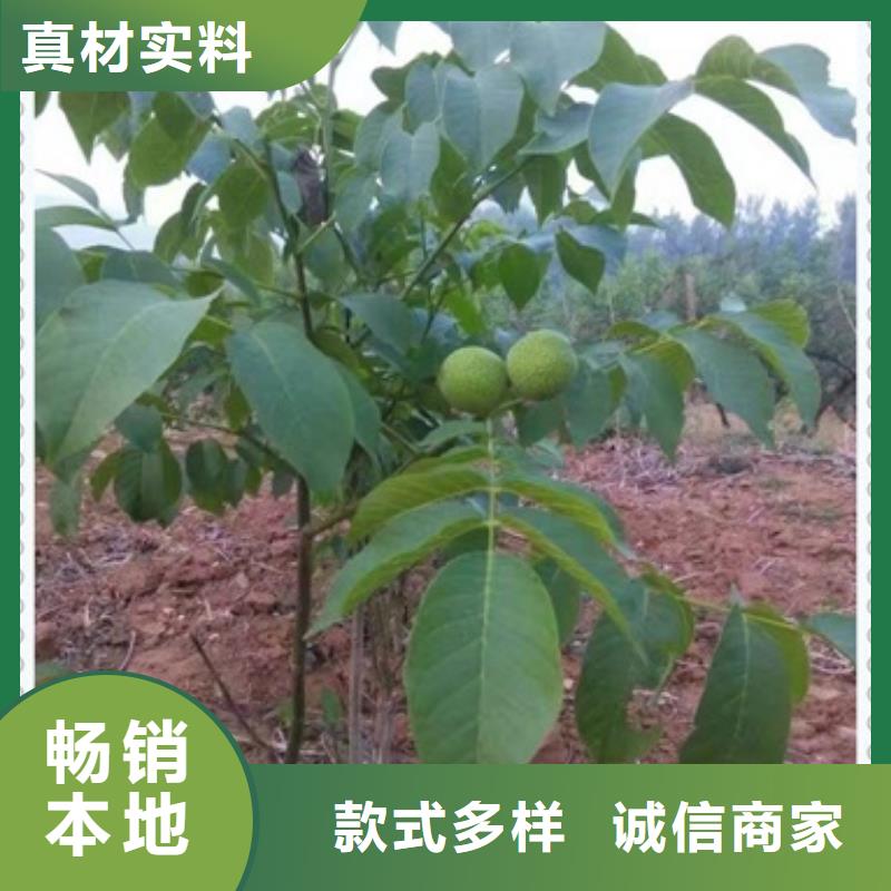 【核桃苗】花椒苗安装简单