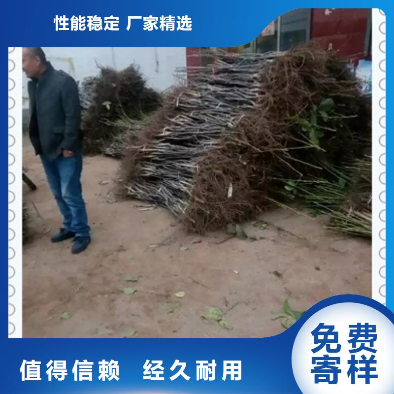 核桃苗梨树苗根据要求定制