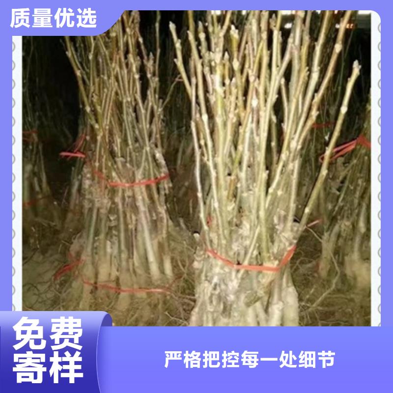 【核桃苗】梨树苗一站式采购商家