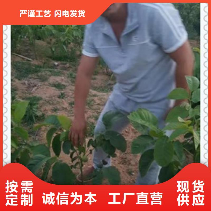 【核桃苗】梨树苗一站式采购商家