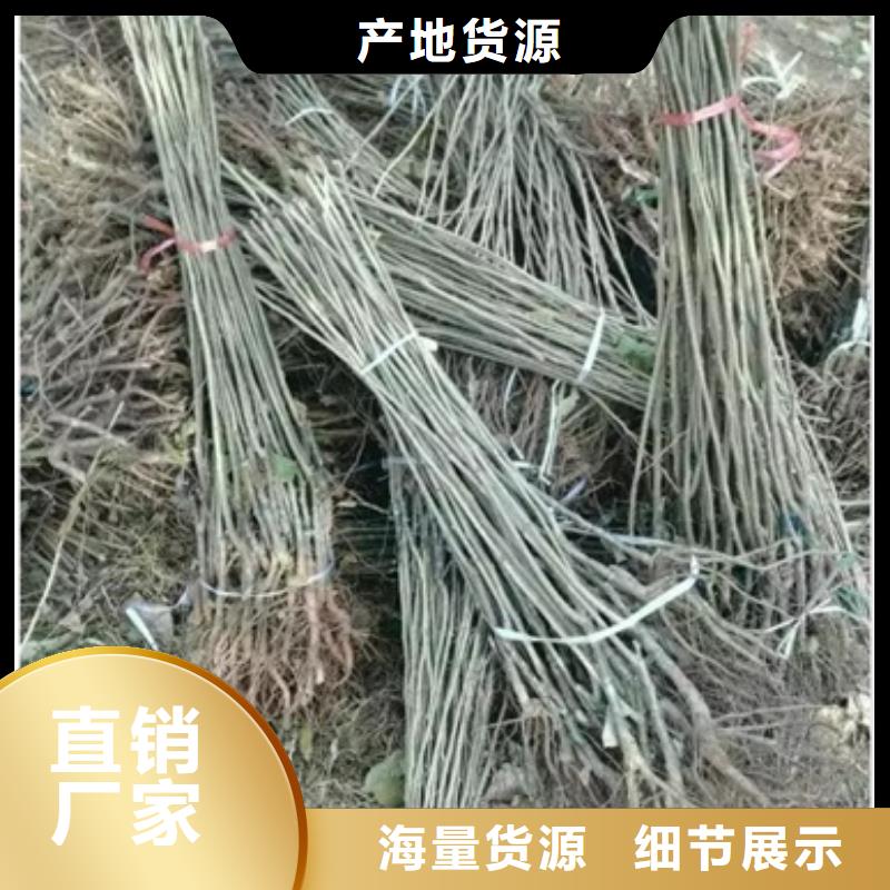 板栗苗葡萄苗大库存无缺货危机