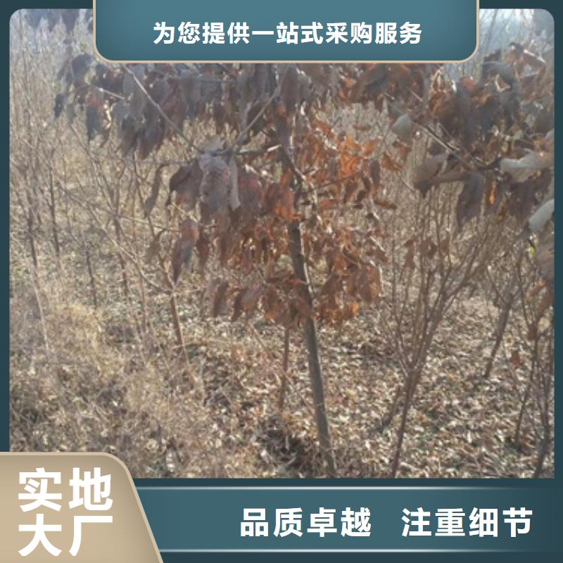 板栗苗山楂苗厂家直接面向客户