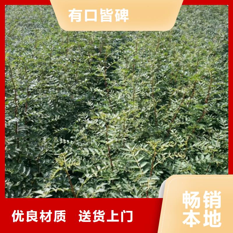 花椒苗匠心工艺