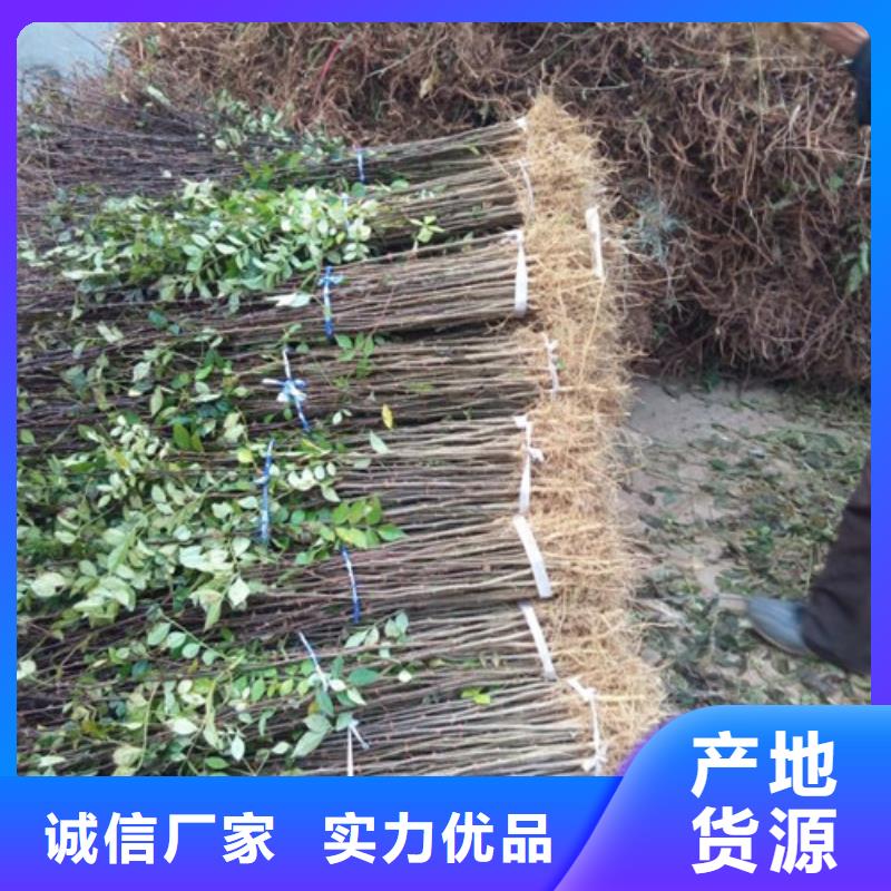 【花椒苗】,桃树苗快捷物流