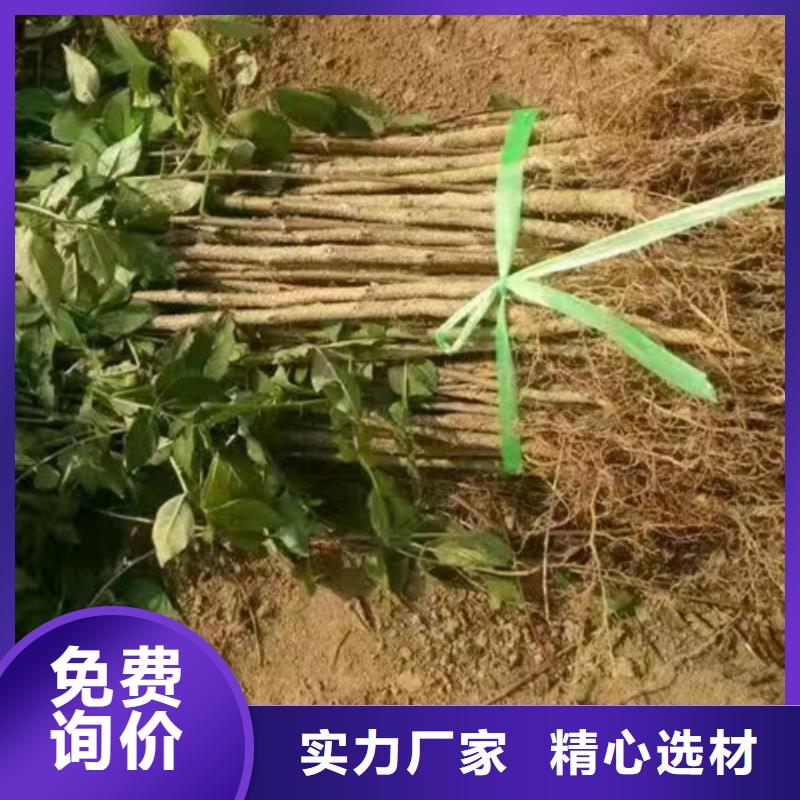 花椒苗_山楂苗快速物流发货