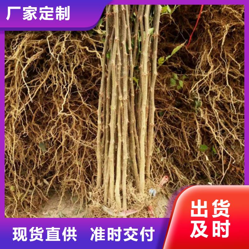 花椒苗_山楂苗快速物流发货