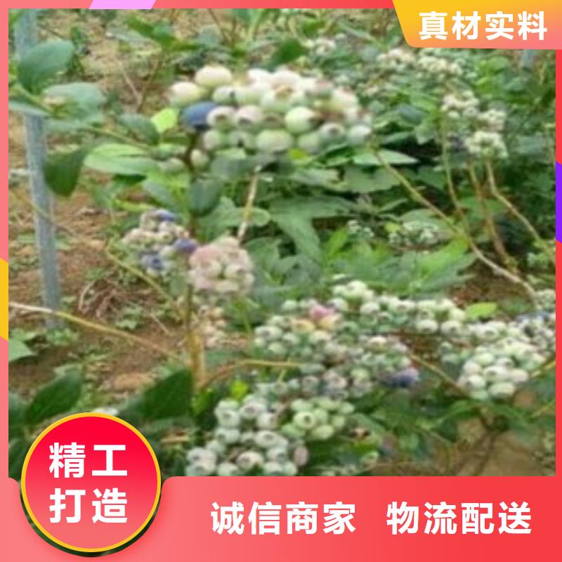 【蓝莓苗梨树苗客户好评】