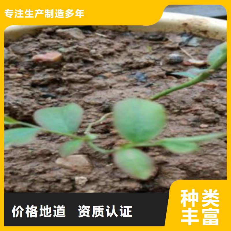 【蓝莓苗】核桃苗厂家大量现货