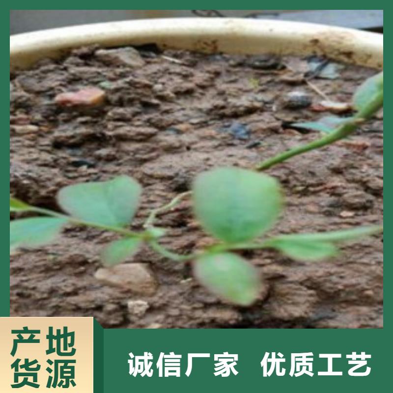 蓝莓苗苹果苗您身边的厂家