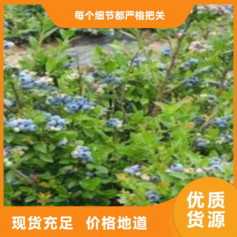 【蓝莓苗梨树苗客户好评】