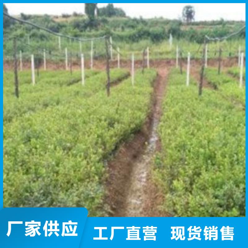 蓝莓苗-核桃苗支持非标定制