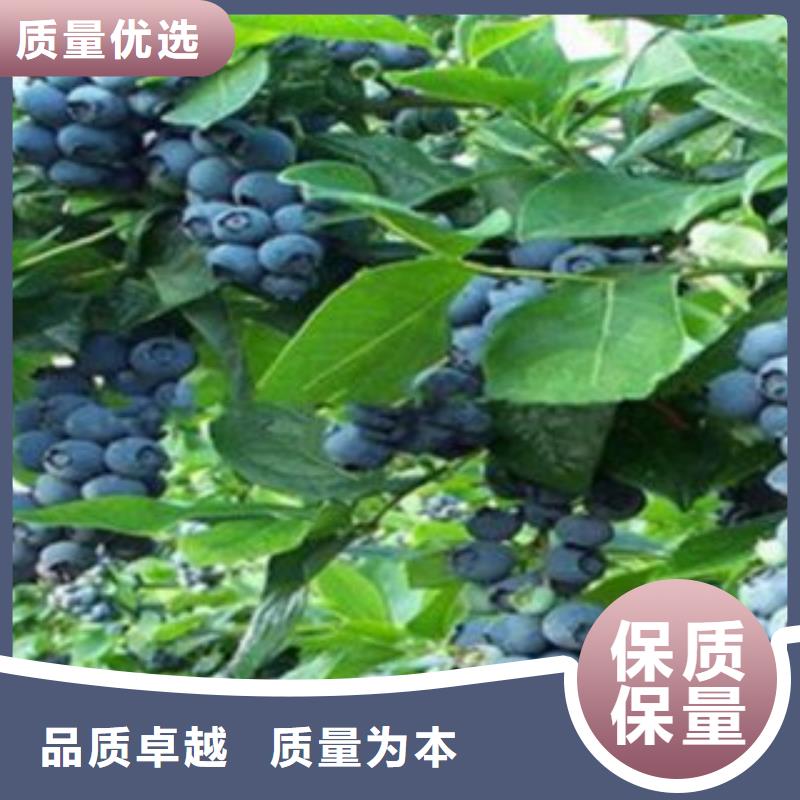 【蓝莓苗】核桃苗厂家大量现货