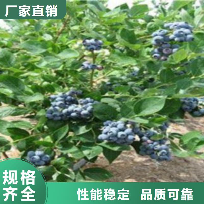 直辖当地{兴海}蓝莓苗苹果苗产品实拍