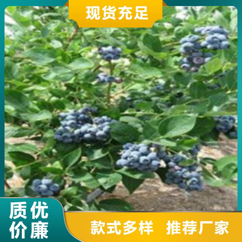 本地{兴海} 蓝莓苗满足多种行业需求