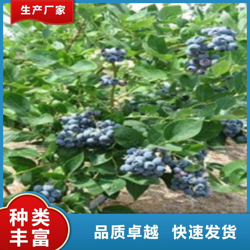 蓝莓苗苹果苗您身边的厂家
