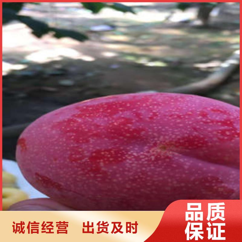李子苗板栗苗一站式采购