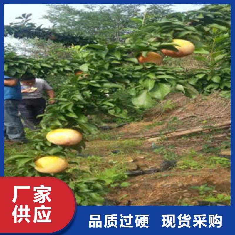 李子苗桃树苗产地货源