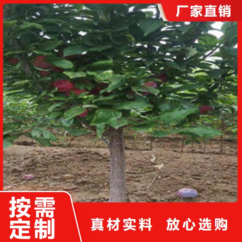 李子苗板栗苗一站式采购