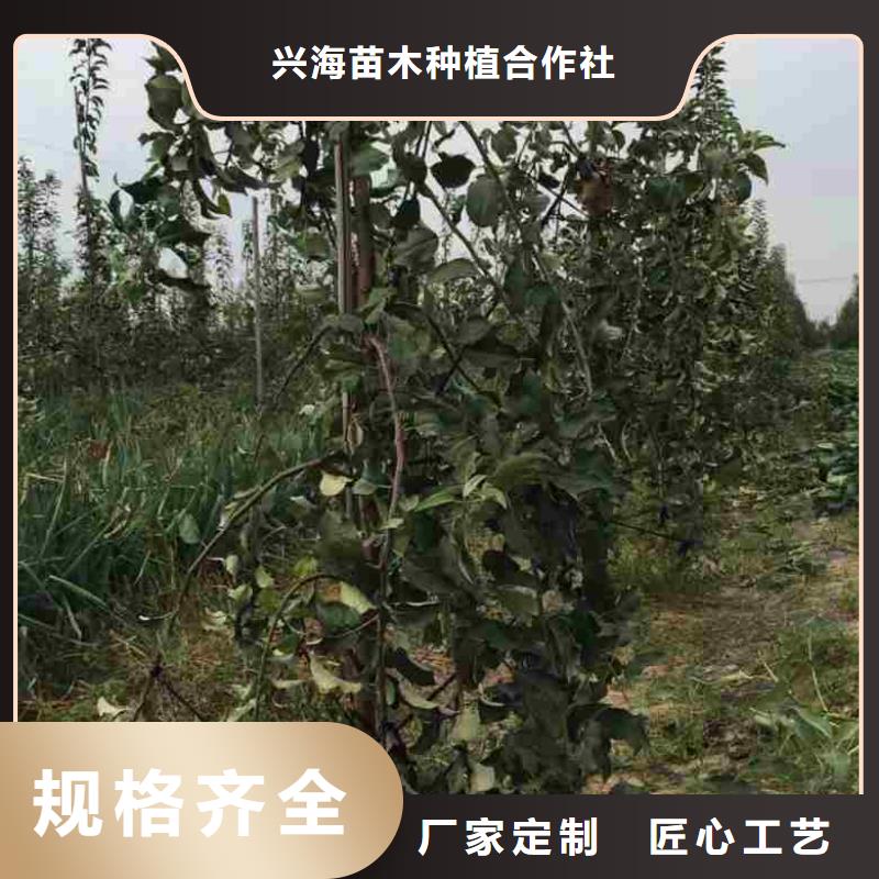 苹果苗蓝莓苗工艺精细质保长久