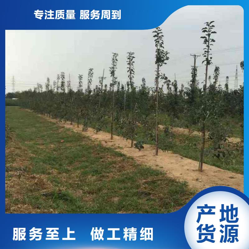 【苹果苗】_梨树苗质量安心